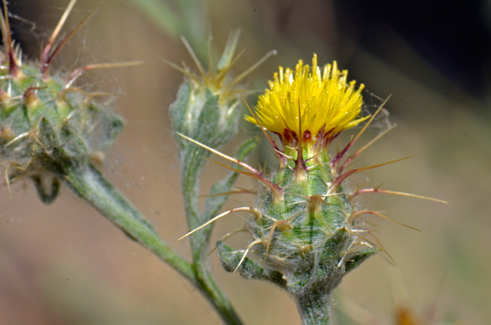 Maltese Star-thistle has a yellow flower atop a bulbous floral-head of spines. The “flowers” are all discoid. Plants bloom from April or May to July. Centaurea melitensis 
